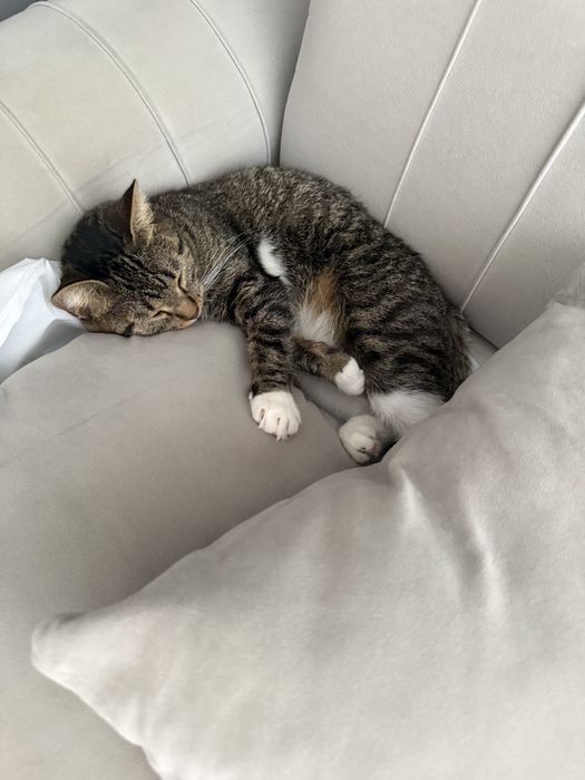 Кошечка в хорошие руки