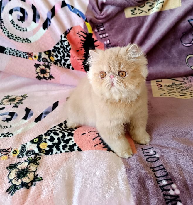 Персидский котёнок.