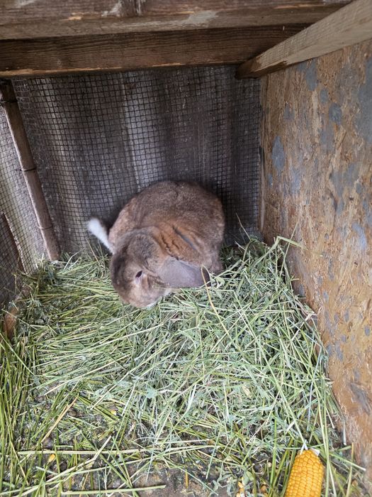 Iepuroi berbec german de monta