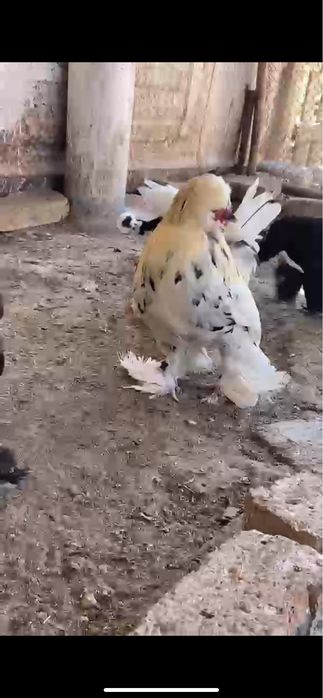 Продам карлика султанка