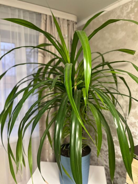 Продам цветок ПАНДАНУС