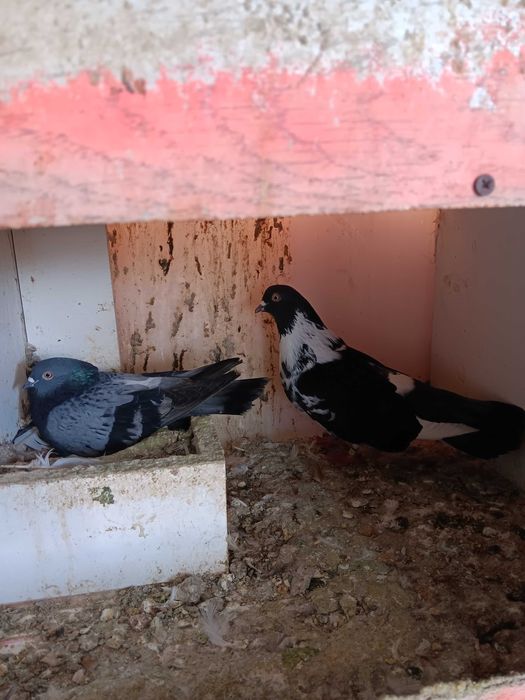 Vand porumbei ciungi de ploiesti.