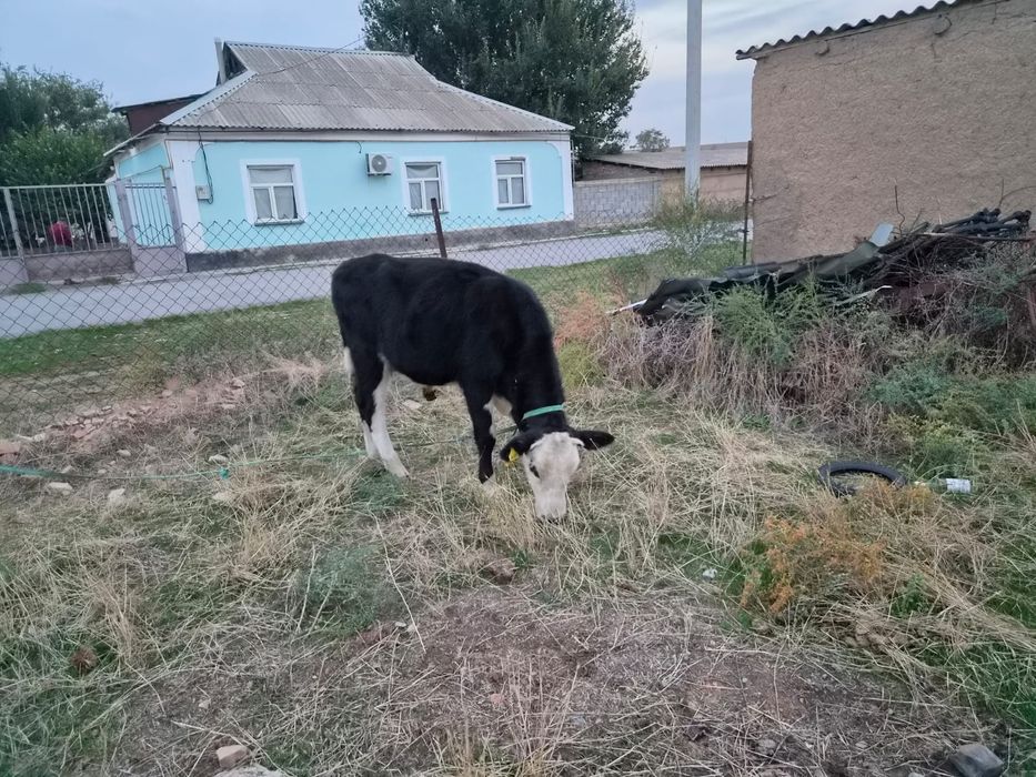 Редми 11 промакс