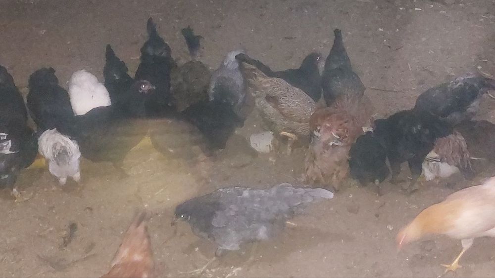 Xonaki joʻja xoʻroz va tovuqlar tez sotiladi.