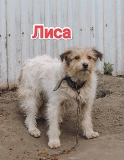 Дарю в добрые и ответственные руки