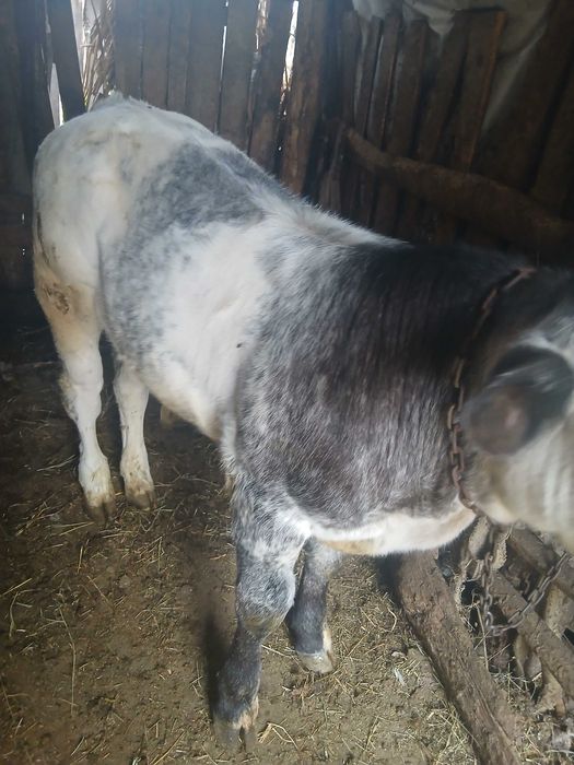 Viței de vânzare