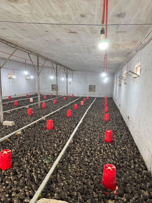 Bedana xurozcha Samarqand