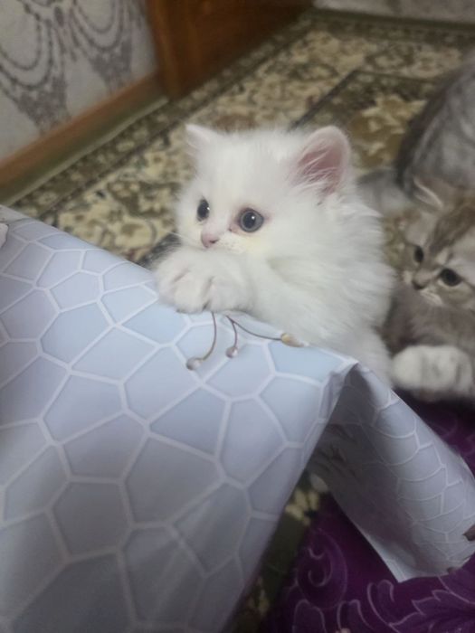 Продаются невские ангорки