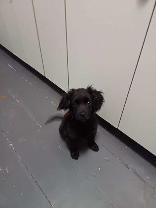 Продам щенка Кокер спаниеля