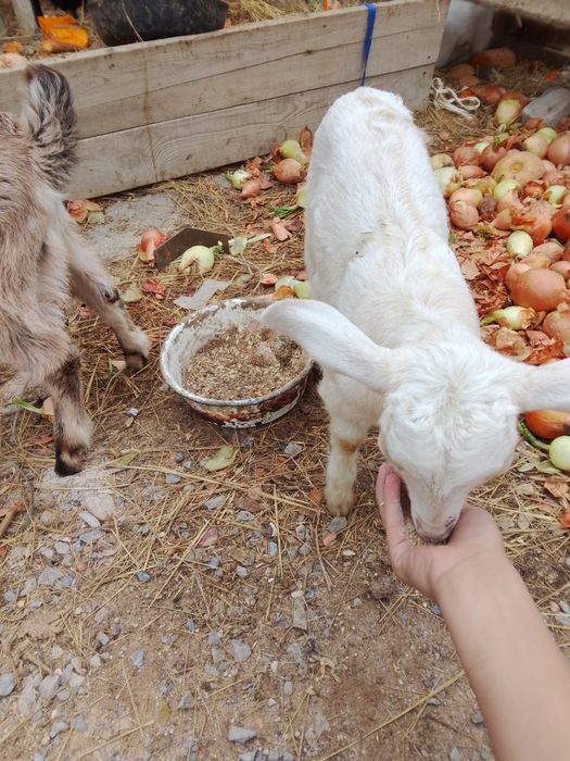 Козлята  молочой пароды,от35 тыс.