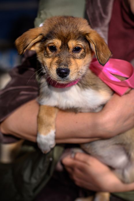 Отдам щенков в хорошие руки