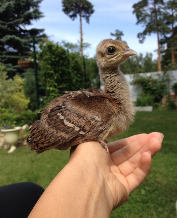 Павлины Индийские и Белые пары