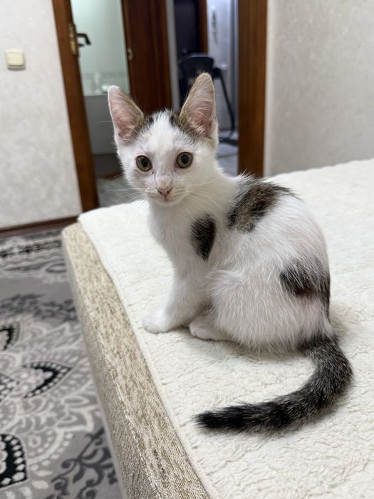 Бесплатно котенок