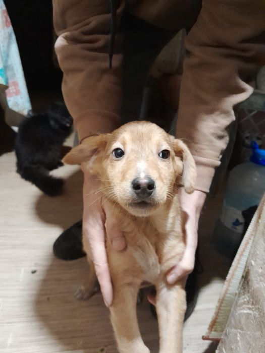 Отдам щенка в хорошие руки