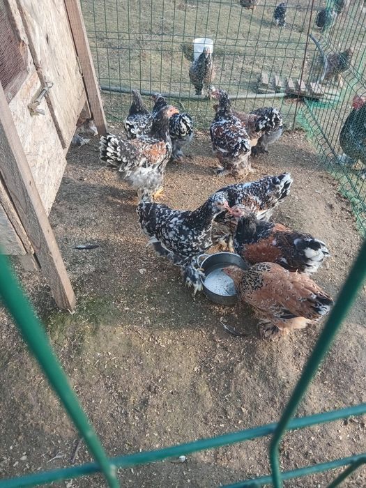 Pui Brahma  porțelan