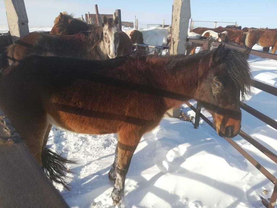 Қысыр бие — яловая кобыла