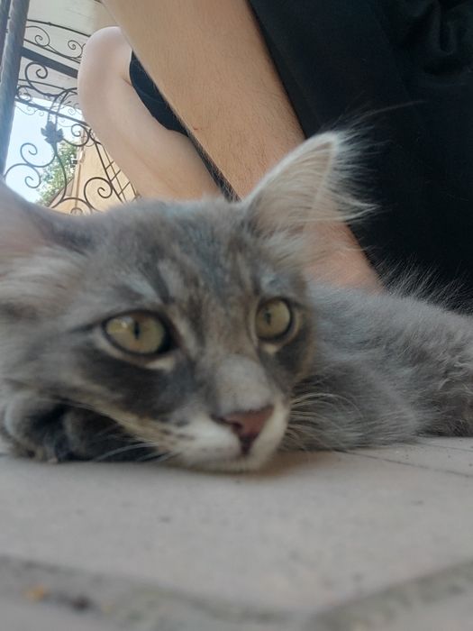Отдам Породистого Котёнка, Сибирский-длинношенртный.