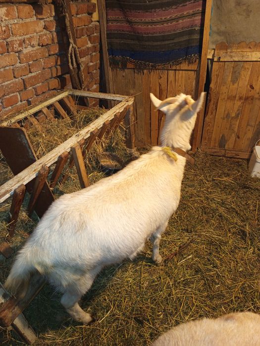 Млада коза за първо яре и две зайкини