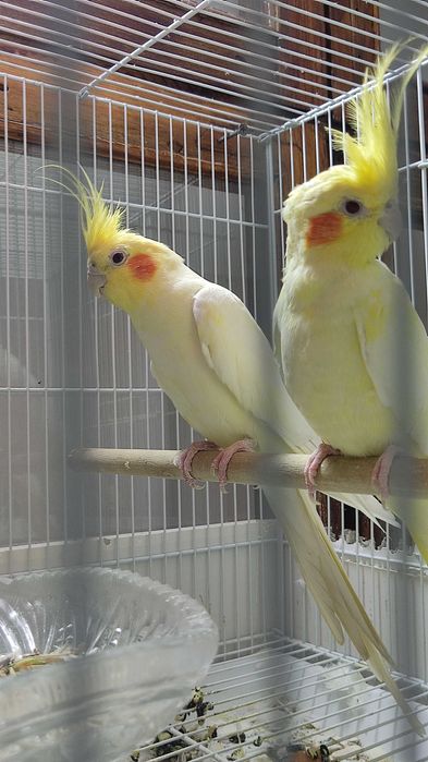 Karela qush sotiladi para