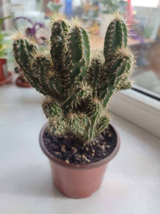 Продам кактус скала