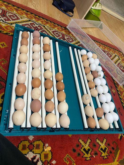 домашние яйца .колдын жумырткасы