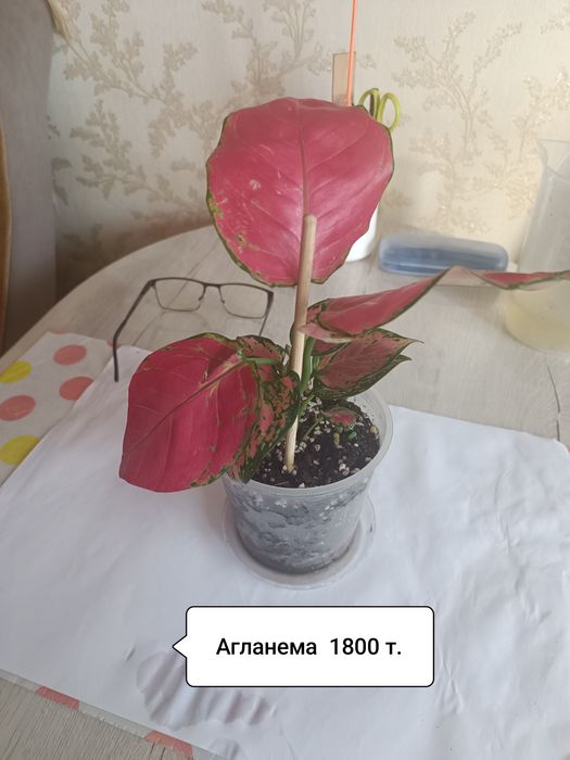 Продаю цветы разные