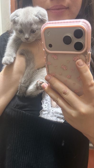 продается вислоухий  Котенок