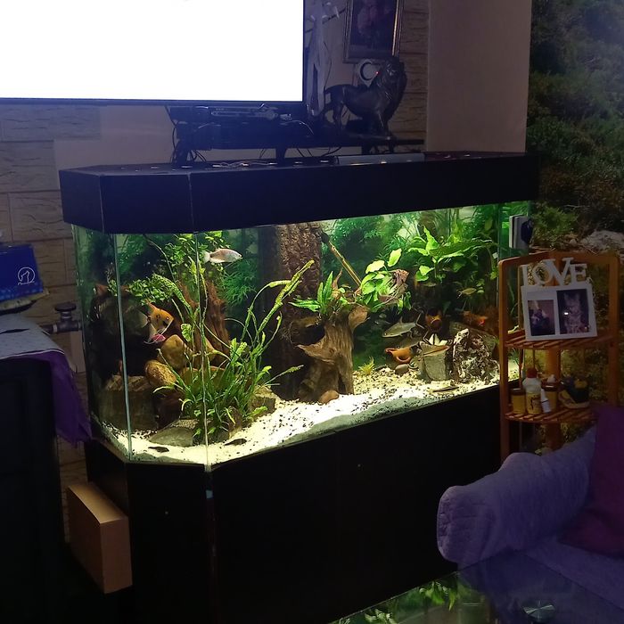 Продавам аквариума, става и за костенурки