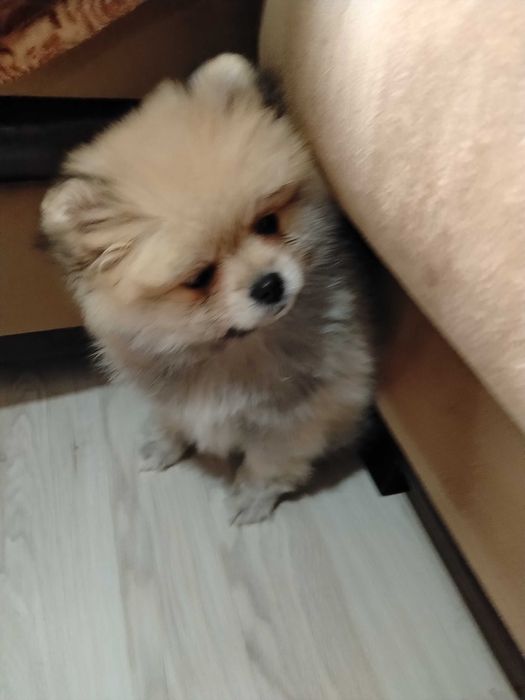 Куче Мини Померан