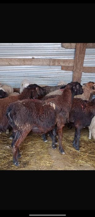 Продаются бараны жирные