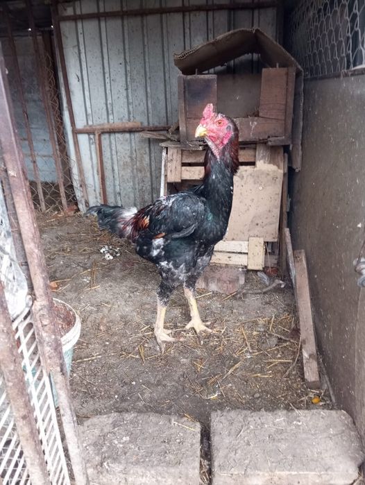 Байцовые срочно продам