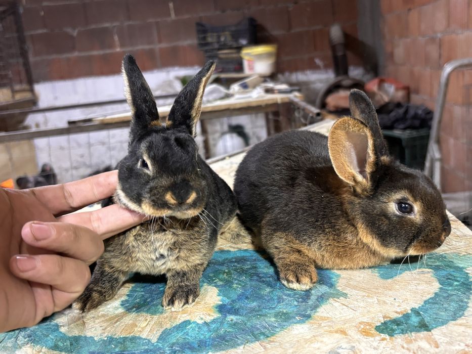 Iepurasi rex loh negru si albastru