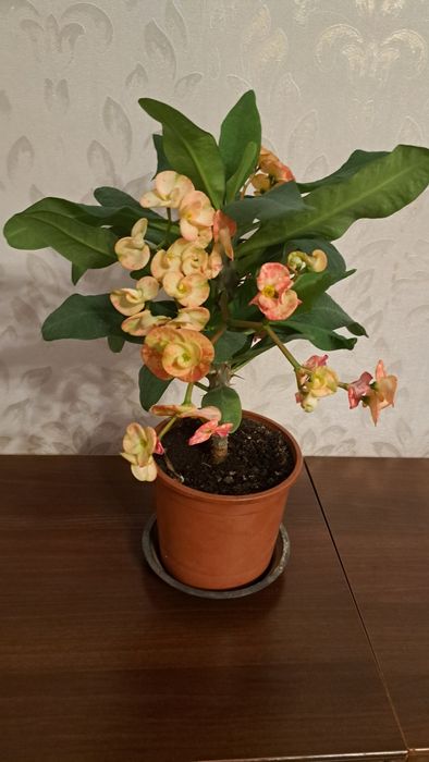 Цветы  разные ухоженные