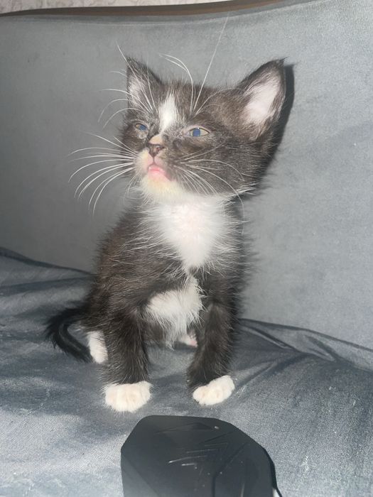 Отдам котят бесплатно