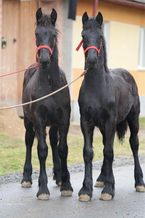 Manji Frisian barok de vanzare .
