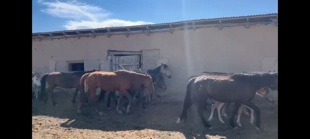 Оppo 5i с гарантией