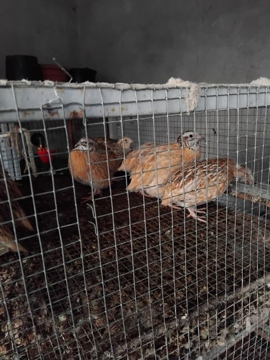 Prepelițe ouătoare