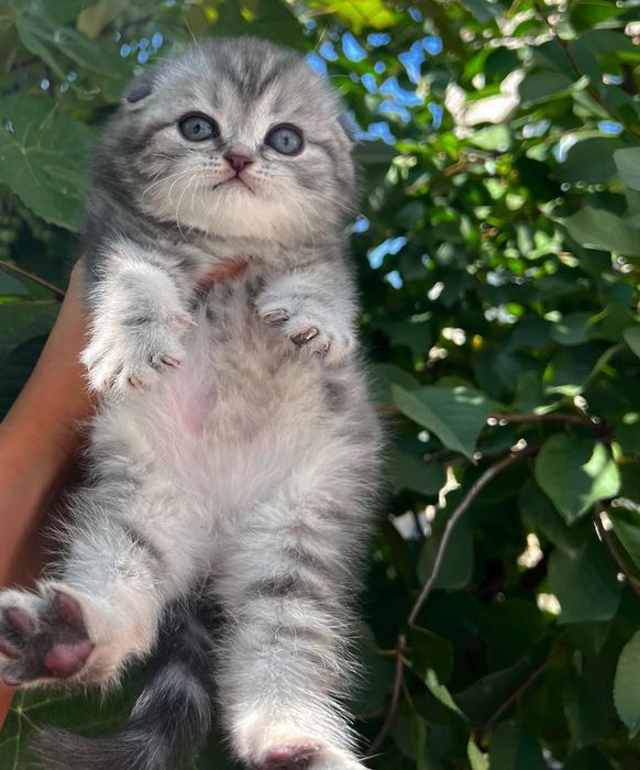Вислоушки шотландские котята