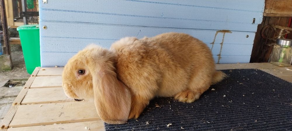 Зайци  за разплод