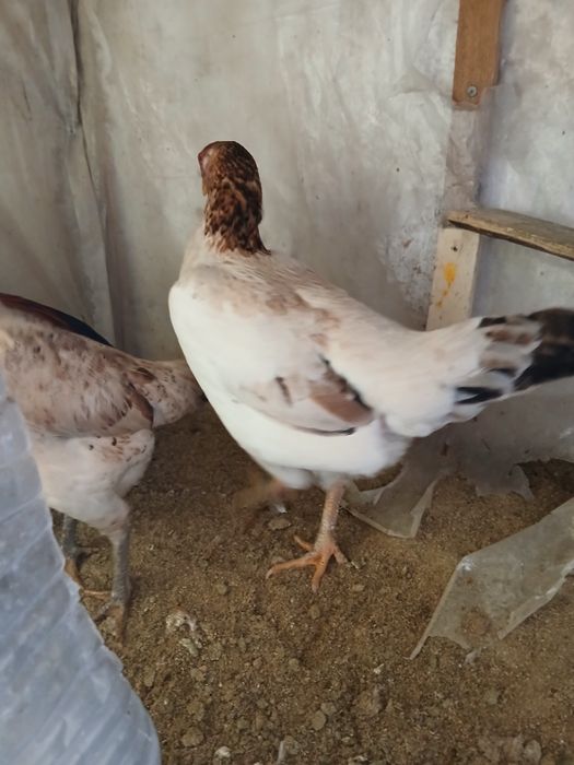 Дакан тауықтар сатылады