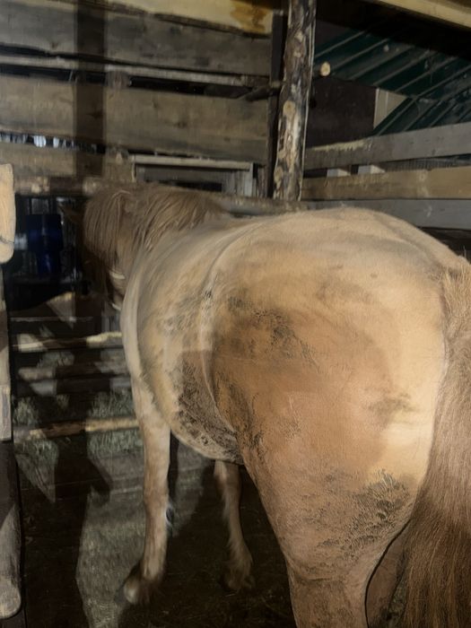 Продам откорм байтал 4жасар