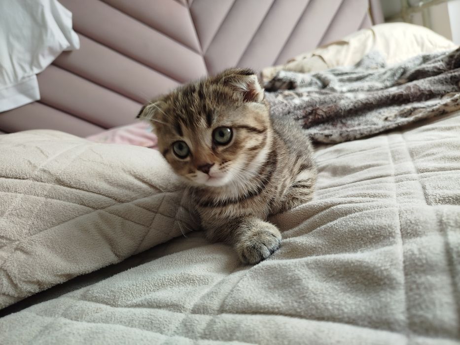 Шотландская вислоухая девочка котёнок