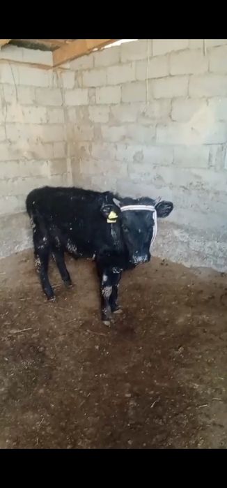 Еркек бұзау 7,8 айлық