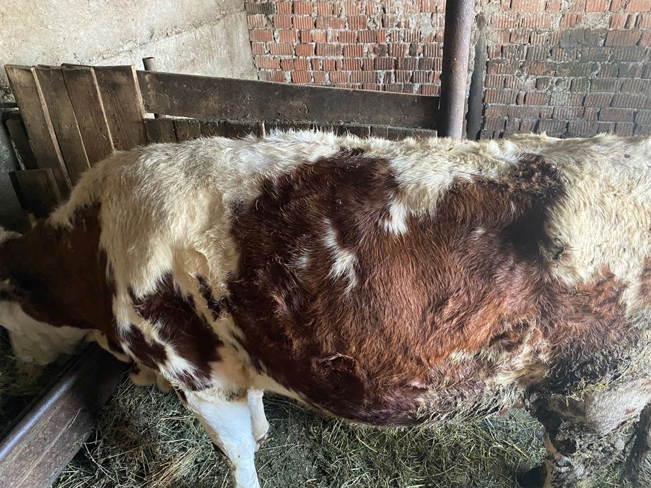 Vând 3 vaci și 2 vitele