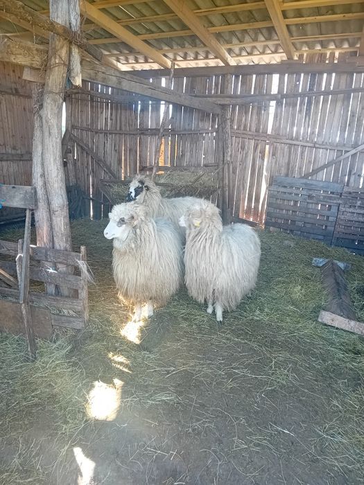 Vând  3 mieluțe țurcane