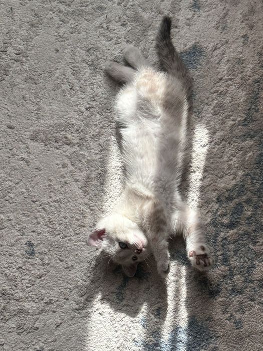 СРОЧНО !! Веслоухий котенок