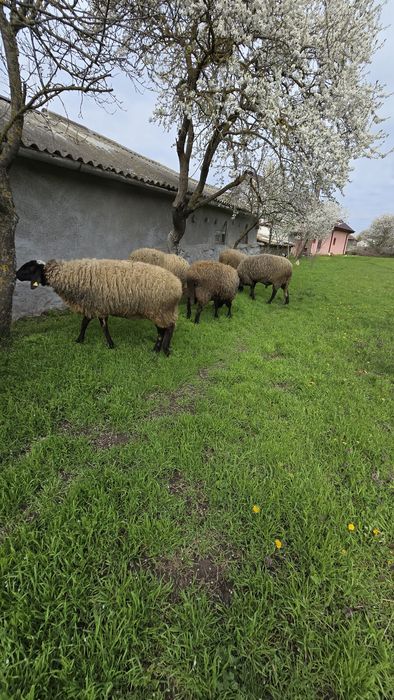 Vând 5 oi și 1 berbec