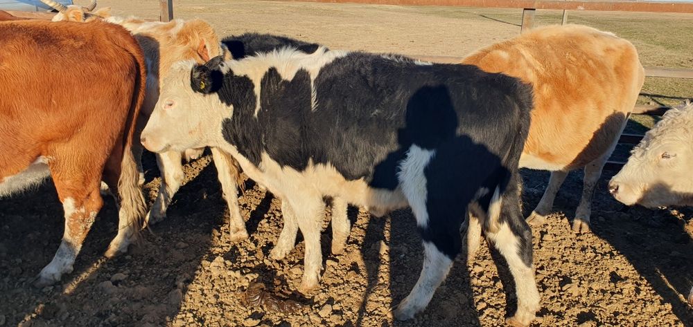 Прода 1.6 год бычок кастрат