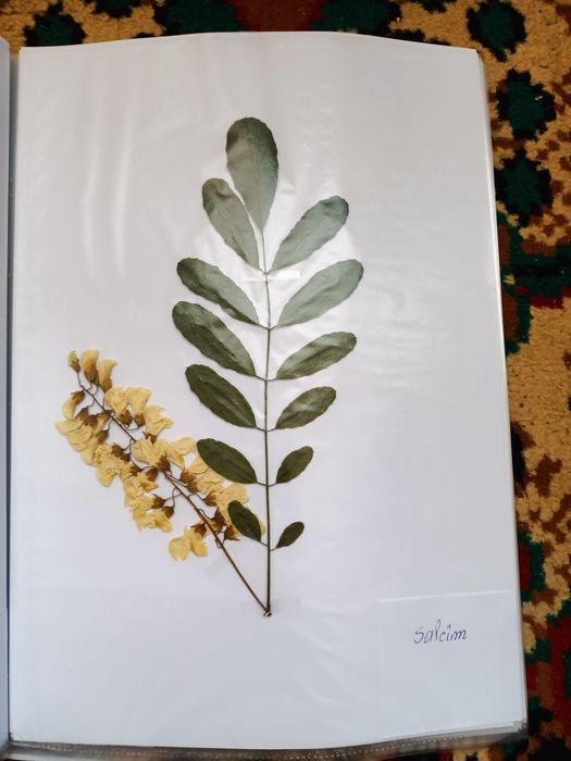 Vand ierbar / ierbare plante medicinale pentru studenti si elevi