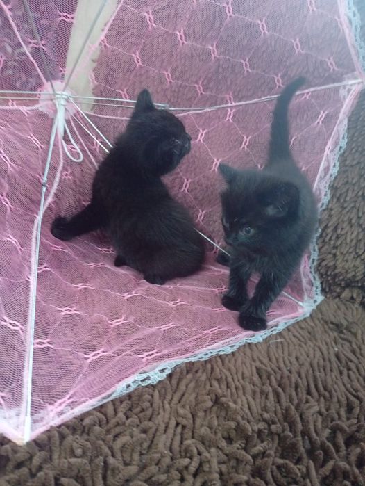 Продам котят ,мама британка